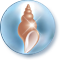 Amphitrite's Shell
